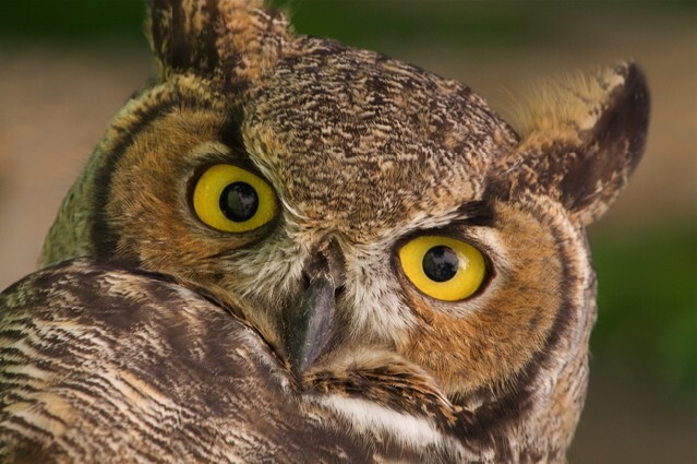 Great Horned Owl close up; at the Omak Stampede Grounds on the Colville Indian Reservation; native american birds & wildlife